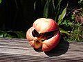 Ackee fruit