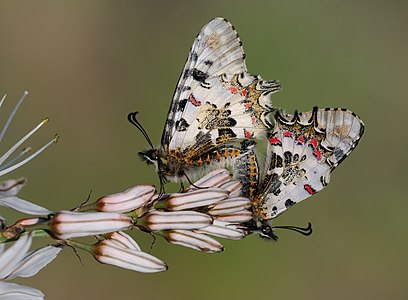 ♀ ♂ Allancastria cerisyi (Eastern Festoon), mating