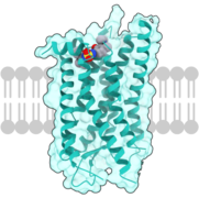 CCR7 receptor.png