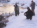 People feeding swans