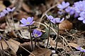 Hepatica nobilis