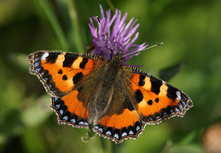 Aglais urticae (Small Tortoiseshell)