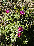 Paeonia mascula