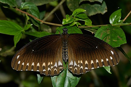 Papilio dravidarum (Malabar Raven)