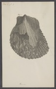 Perna - Print - Iconographia Zoologica - Special Collections University of Amsterdam - UBAINV0274 005 05 0009.tif