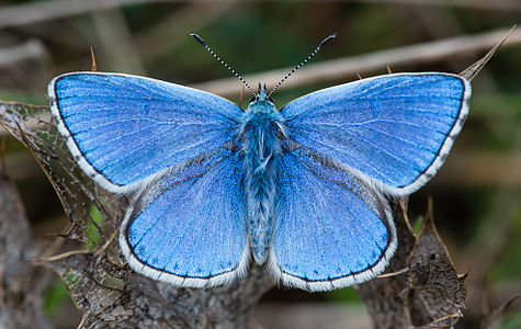 ♂ Polyommatus bellargus (Adonis Blue)