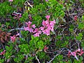 Rhododendron hirsutum