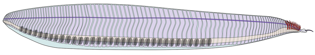 Schematic anatomical reconstruction of Pikaia.png