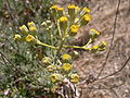 Senecio cineraria at Ghajn Tuffieha Malta