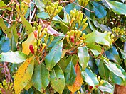 The flowers of clove tree in Pemba island.