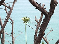 The unique view of nature, Dilek Peninsula-Büyük Menderes Delta National Park 10.jpg