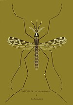 Thumbnail for File:Anopheles jeyporiensis.jpg