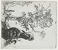 Sheet with two studies: a tree, and the upper part of a head of the artist wearing a velvet cap label QS:Len,"Sheet with two studies: a tree, and the upper part of a head of the artist wearing a velvet cap" label QS:Lnl,"Studieblad met een landschap met een boom, en het voorhoofd van Rembrandt, met een fluwelen baret" . 1640-1644. etching print. 7.8 × 6.8 cm (3 × 2.6 in). Various collections.