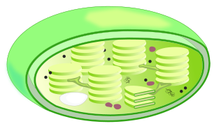 Chloroplast-drawing.svg