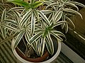 Dracaena reflexa cv. 'Song of India'