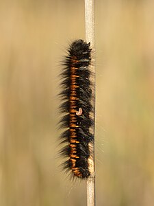 Macrothylacia rubi (Fox Moth), caterpillar with parasitoid larvae