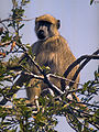 in a tree at Lake Malawi