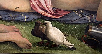 Piero di cosimo, Venere, Marte e Amore, 1505 circa, 05 colombi.jpg