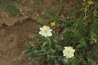 Platystemon californicus