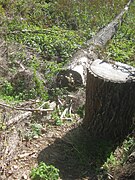 Ruhland, Forstweg beim Sieggrabenteich, Pappel-Schüppling jung an liegendem Stamm, Spätsommer, 05.jpg