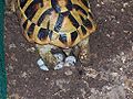 Testudo hermanni boettgeri female deposizione