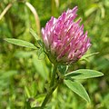 Trifolium medium