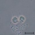 Codosiga sp. two cells with a common stalk