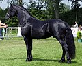 Category:Arabo-friesian