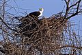 on nest Lake Baringo, Kenya