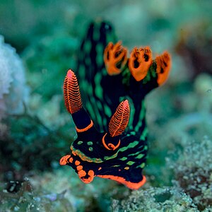 Babosa de mar (Nembrotha kubaryana), Anilao, Filipinas, 2023-08-25, DD 214-215 FS