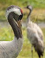 Head close-up