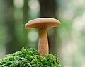 Lactarius britannicus