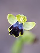 Ophrys fusca