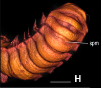 Plos One e105877 Figure 3-H Maatidesmus paachtun.png