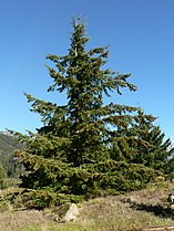 Ross Lake National Recreation Area