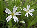 Wild white flower