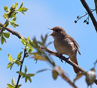 Navahermosa, Huelva, Spain