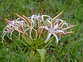 Crinum buphanoides