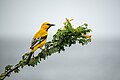 * Nomination A yellow oriole in its natural habitat on the isle of Curaçao --Fraganda 15:24, 18 August 2024 (UTC) * Promotion Nice shot! --Needsmoreritalin 15:27, 18 August 2024 (UTC)