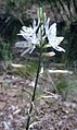 Anthericum liliago