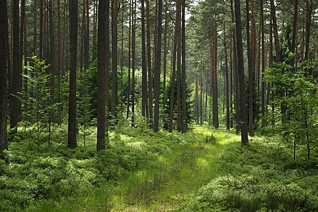 Forest in "Nürnberger Reichswald" Special Protection Area, Bavaria © Janericloebe