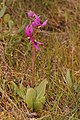 Dodecatheon conjugens