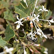 Grevillea sp flowers with native bee - 51487217497.jpg