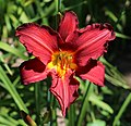 * Nomination Red daylily, frontal view -- George Chernilevsky 22:12, 12 July 2021 (UTC) * Promotion  Support Good quality -- Johann Jaritz 03:55, 13 July 2021 (UTC)