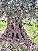 PikiWiki Israel 74006 old olive tree.jpg