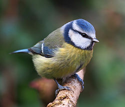 Blue tit, again