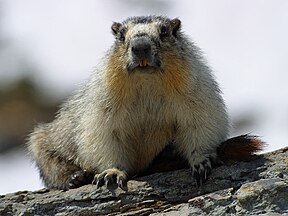 Marmota flaviventris (Yellow-bellied marmot)