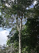 Olea welwitschii - Arusha gardens 2.jpg