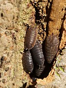 Porcellio scaber