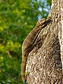 Varanus albigularis